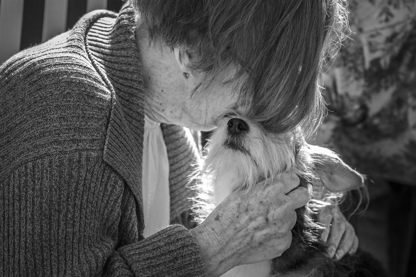 Lilly Dog Photographer of the Year