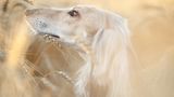 Dog Photographer of the Year