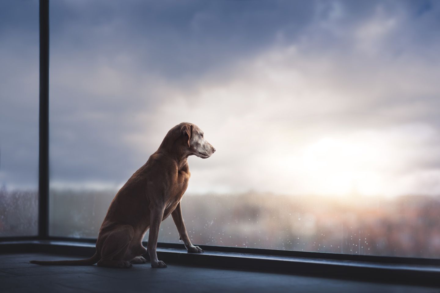 Csoda Dog Photographer of the Year