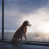 Dog Photographer of the Year