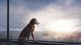 Dog Photographer of the Year