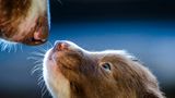 Dog Photographer of the Year