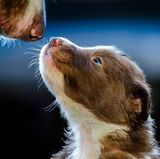 Dog Photographer of the Year