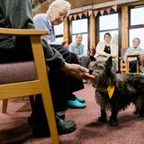 Dog Photographer of the Year