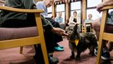 Dog Photographer of the Year