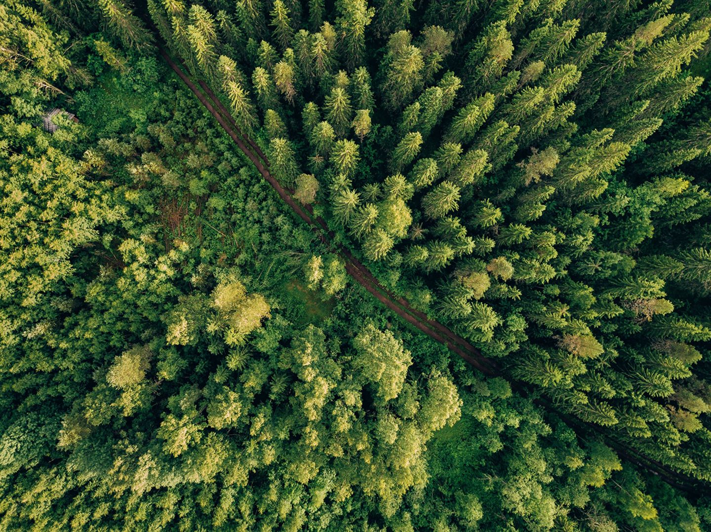 Wald von oben
