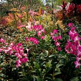 National Orchid Garden