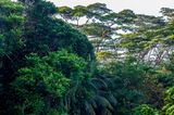 Bukit Timah Nature Reserve