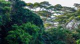 Bukit Timah Nature Reserve