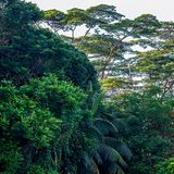 Bukit Timah Nature Reserve