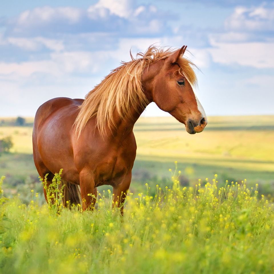 Pferd