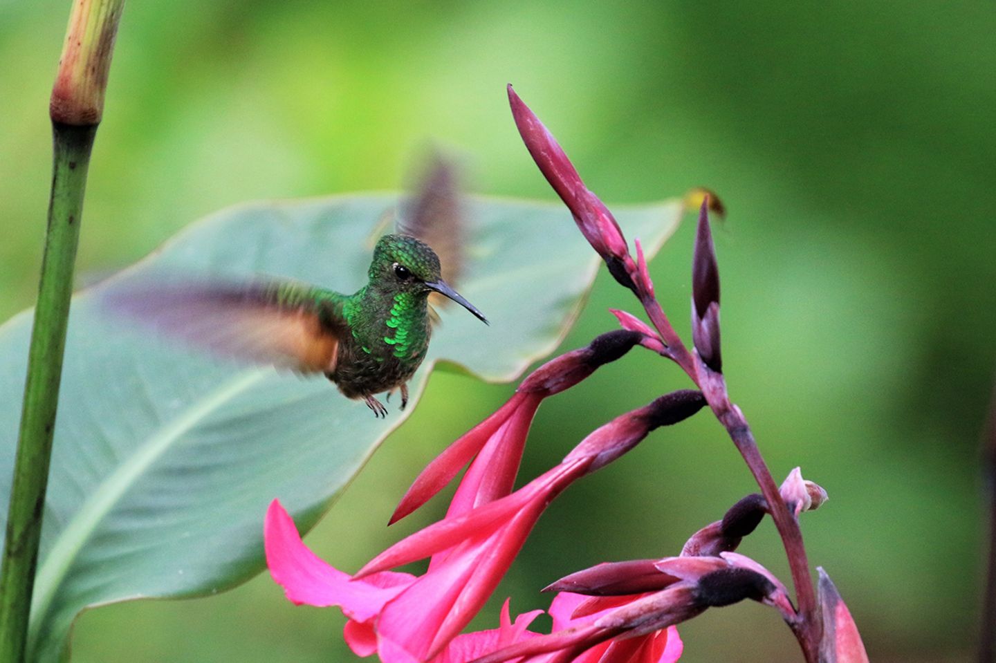 Kolibri