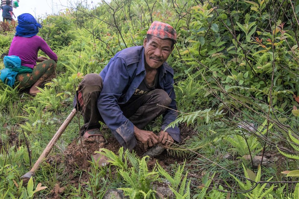 Nepal: Anfang Juli stehen die Pflanzlöcher bereit, der Boden ist gut durchfeuchtet, jetzt kommen die Setzlinge in die Erde Nepal: Anfang Juli stehen die Pflanzlöcher bereit, der Boden ist gut durchfeuchtet, jetzt kommen die Setzlinge in die Erde