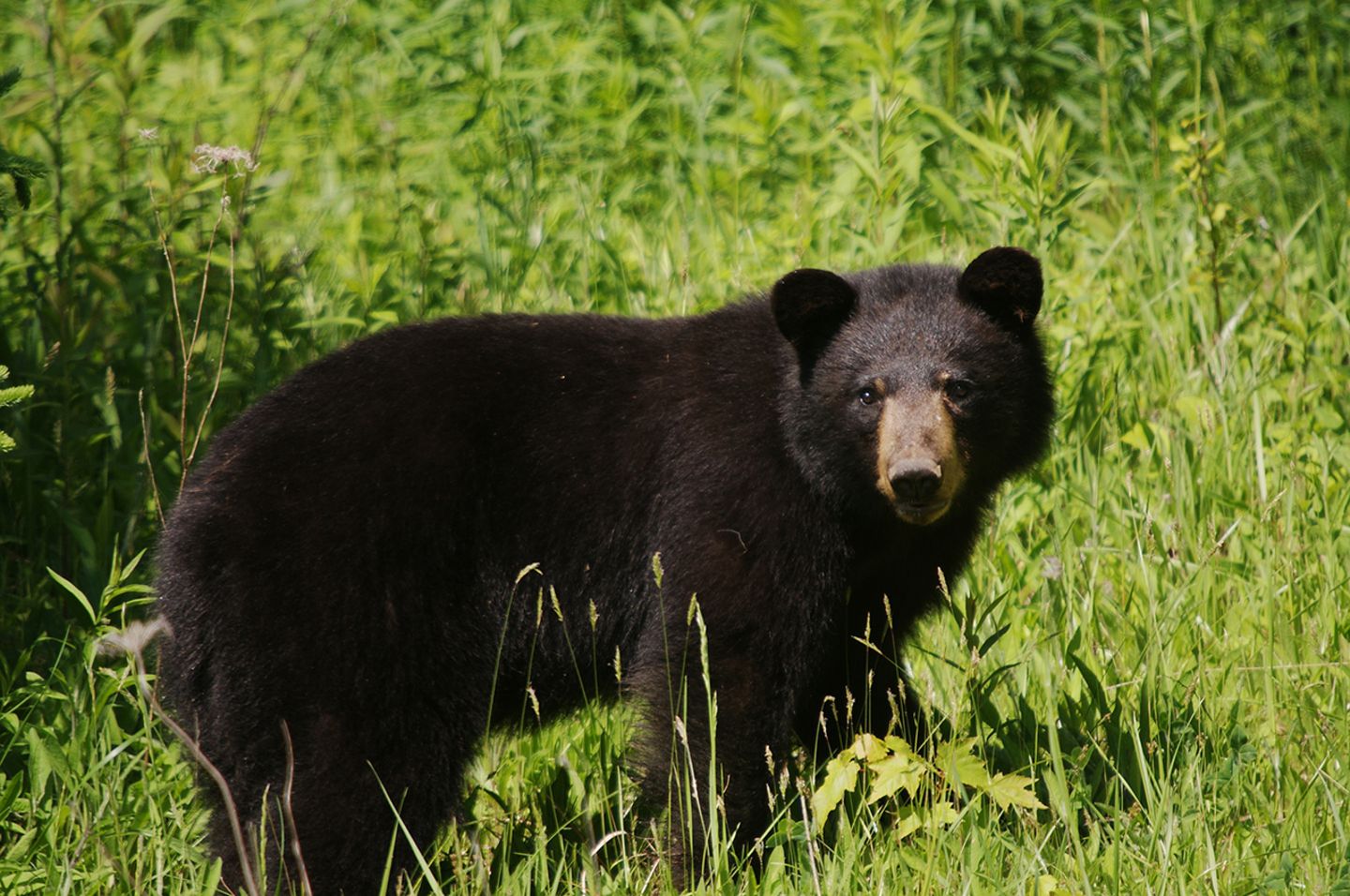 Schwarzbär
