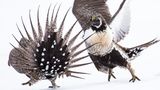 Beifußhuhn