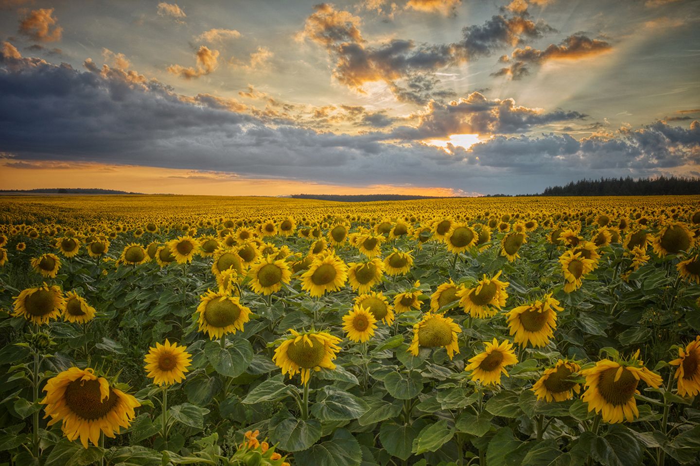 Sonnenblumenfeld