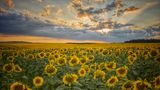 Sonnenblumenfeld