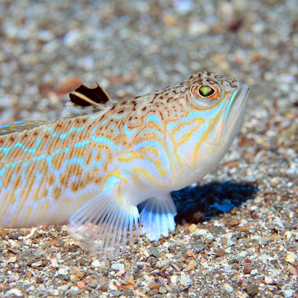 Gewöhnliches Petermännchen (Trachinus draco)