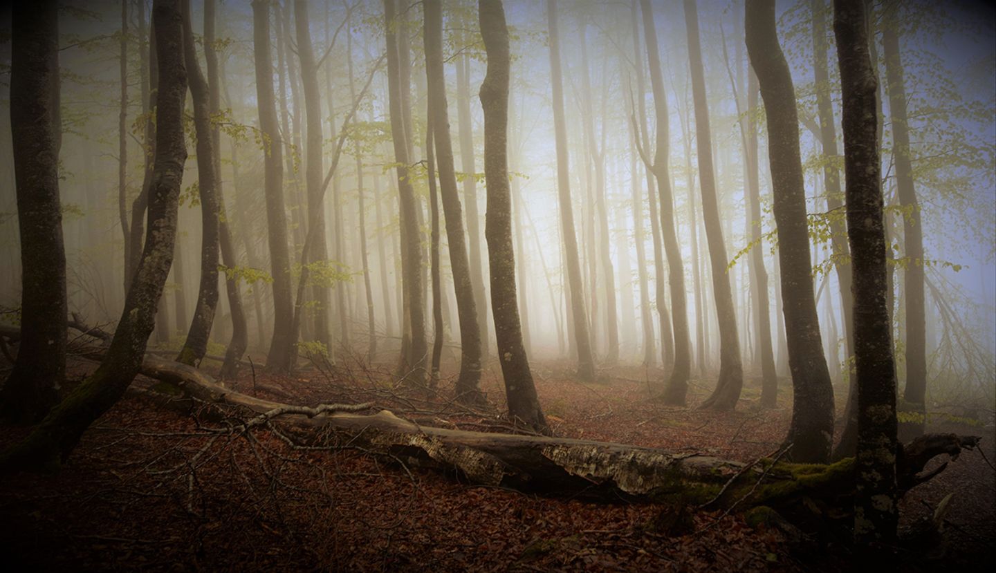 Bayrischer Wald