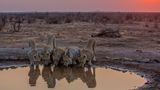 Madikwe Game Reserve