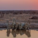 Madikwe Game Reserve