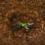 Purpurkron-Schmuckkolibri