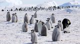 Kaiserpinguin