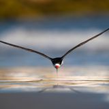 Schwarzmantel-Scherenschnabel