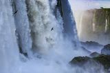 Bird Photographer of the Year
