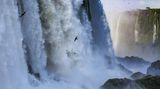 Bird Photographer of the Year