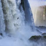 Bird Photographer of the Year