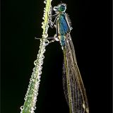 Azurjungfer, Kleinlibelle mit Morgentau.