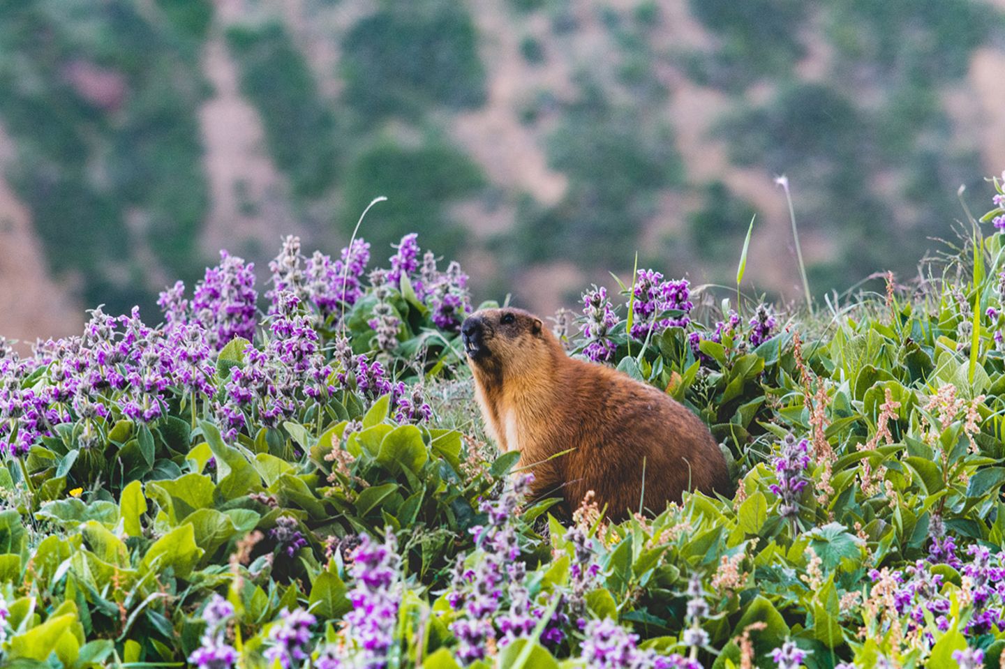 GEO Leserfoto: Die besten Leserfotos: August 2019 - Bild 21 Langschwanzmurmeltier