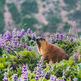 Langschwanzmurmeltier