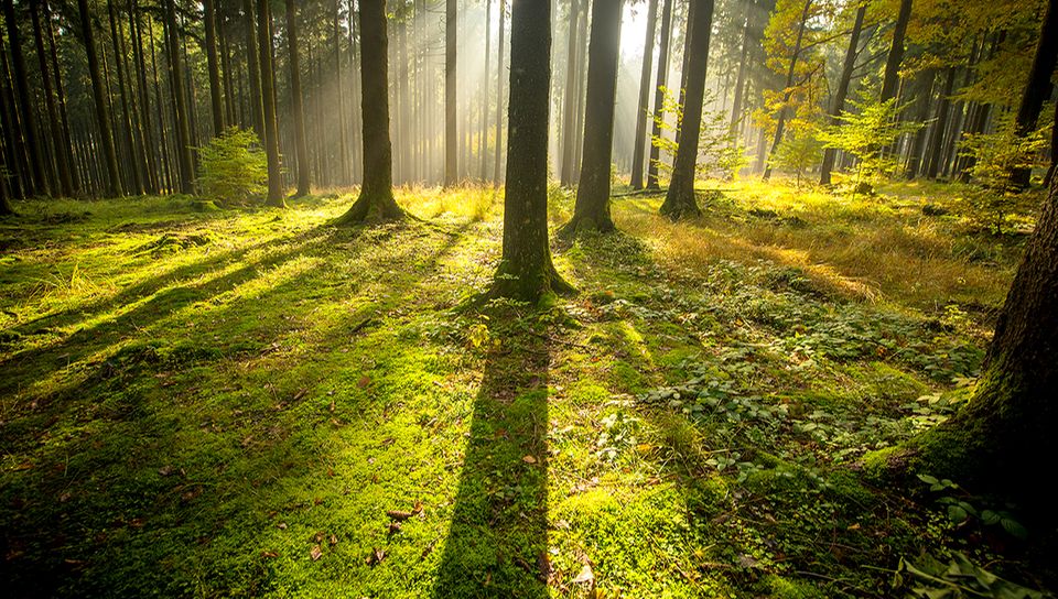 Naturpark Hessischer Spessart: Im Wald- Und Wunderland - [GEO]