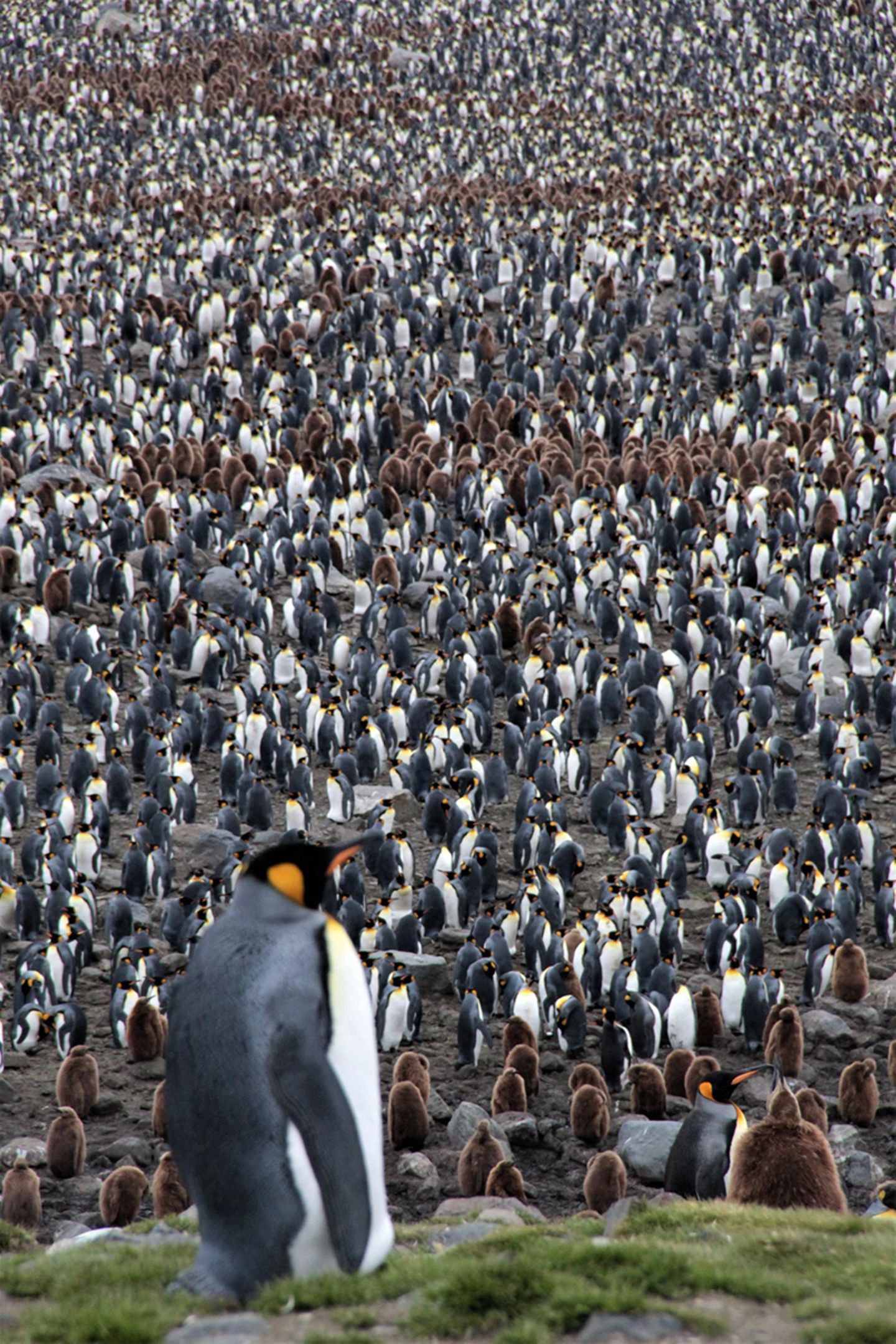 Kaiserpinguine