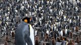 Kaiserpinguine