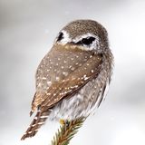 Gnomen-Sperlingskauz