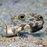 Die tropische Krabbenaugengrundel