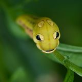Die Raupe des Falters Papilio troilus