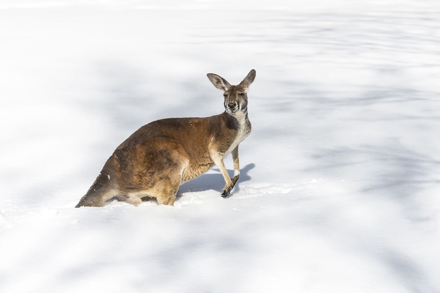 Känguru im Schnee