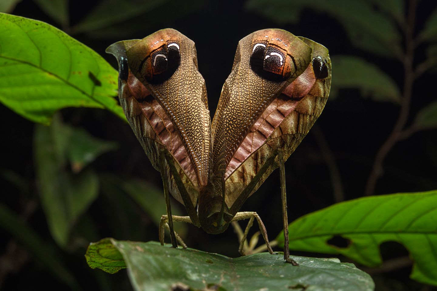 Irre Täuschungsmanöver: Wie Tiere mit falschen Augen tricksen - Bild 9 Pterochroza ocellata