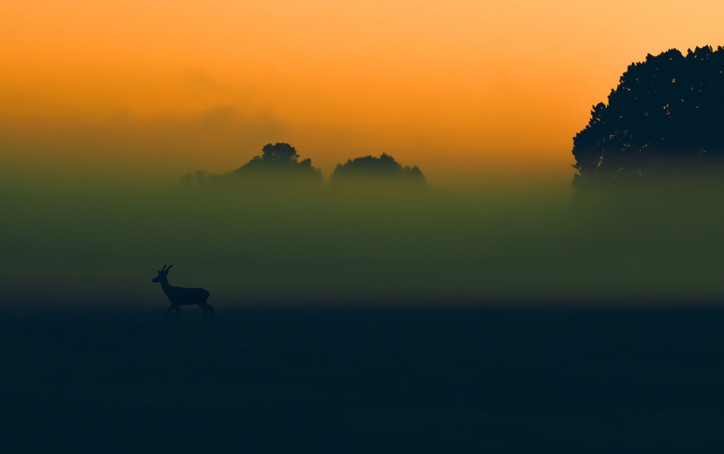 Müritznationalpark