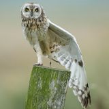 Männliche Sumpfohreule