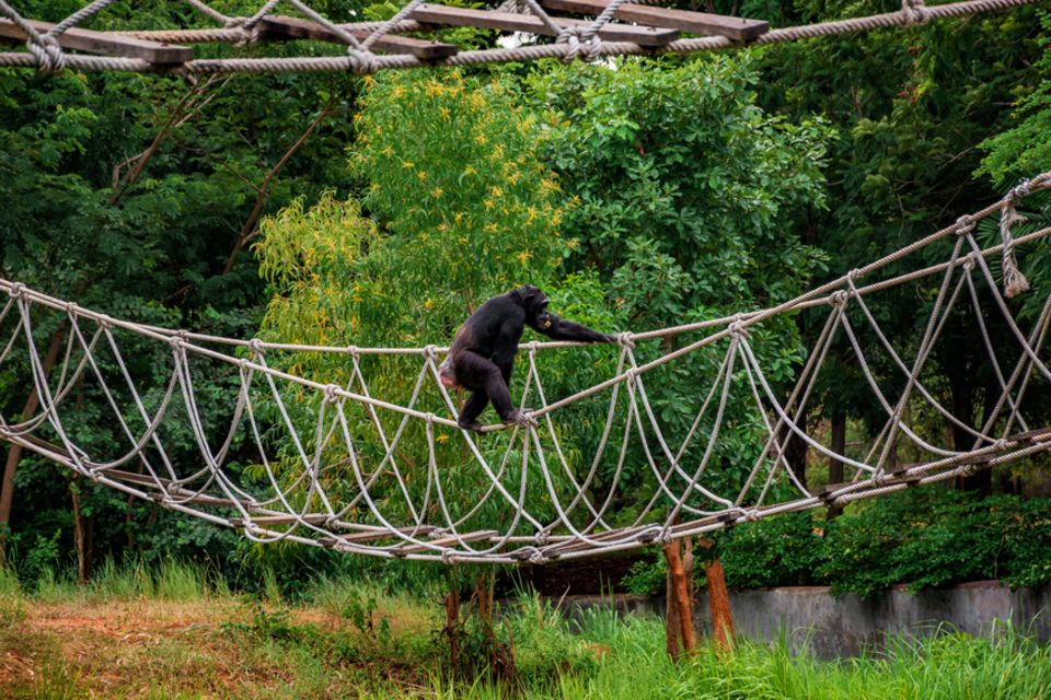Schimpanse im Zoo