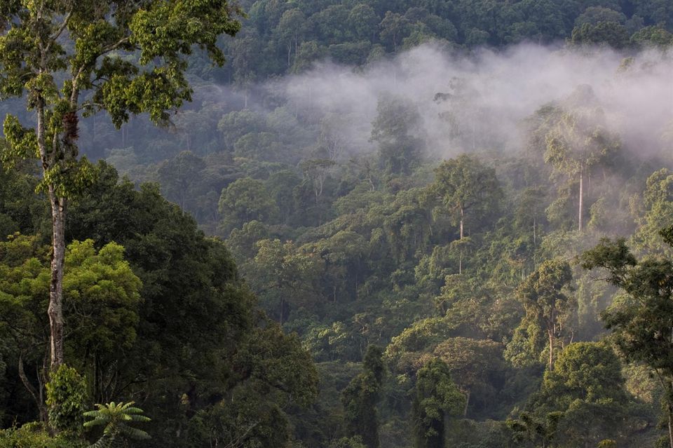 Äthiopien: Der üppige dichte Bergnebelwald von Kaffa ist in Boginda besonders gut erhalten