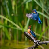 Eisvogel-Pärchen bei der Balz