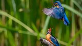 Eisvogel-Pärchen bei der Balz