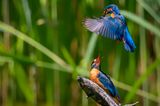 Eisvogel-Pärchen bei der Balz