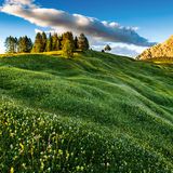 Blumenwiese, Südtirol